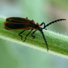 Achras limbatum at Surf Beach, NSW - 27 Jan 2024 05:10 PM