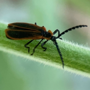 Achras limbatum at Surf Beach, NSW - 27 Jan 2024 05:10 PM