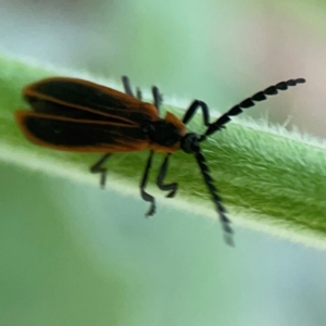 Achras limbatum at Surf Beach, NSW - 27 Jan 2024 05:10 PM