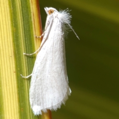 Tipanaea patulella (The White Crambid moth) at QPRC LGA - 28 Jan 2024 by Hejor1