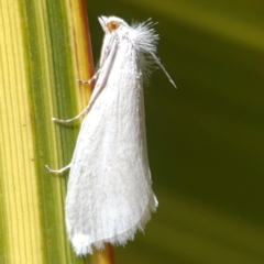 Tipanaea patulella (A Crambid moth) at Braidwood, NSW - 28 Jan 2024 by Hejor1