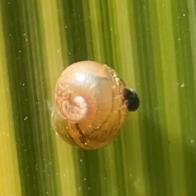 Cornu aspersum (Common Garden Snail) at QPRC LGA - 28 Jan 2024 by Hejor1