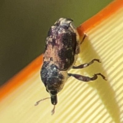 Neolaemosaccus sp. (genus) (A weevil) at Braidwood, NSW - 28 Jan 2024 by Hejor1