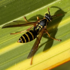 Polistes (Polistes) chinensis (Asian paper wasp) at Braidwood, NSW - 28 Jan 2024 by Hejor1