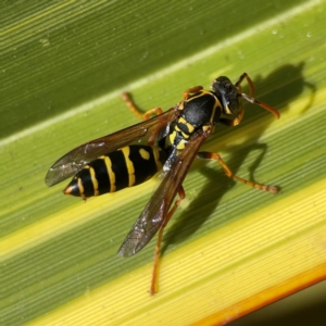 Polistes (Polistes) chinensis at QPRC LGA - 28 Jan 2024 02:56 PM