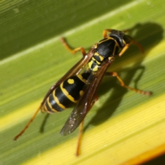 Polistes (Polistes) chinensis at QPRC LGA - 28 Jan 2024