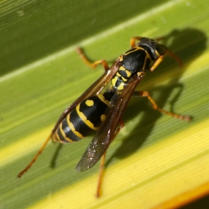 Polistes (Polistes) chinensis at QPRC LGA - 28 Jan 2024