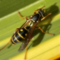 Polistes (Polistes) chinensis at QPRC LGA - 28 Jan 2024