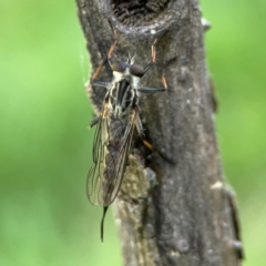 Cerdistus sp. (genus) (Slender Robber Fly) at Ainslie, ACT - 28 Jan 2024 by Hejor1