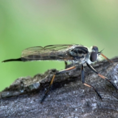 Cerdistus sp. (genus) at Ainslie, ACT - 28 Jan 2024