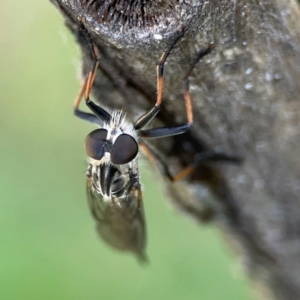 Cerdistus sp. (genus) at Ainslie, ACT - 28 Jan 2024