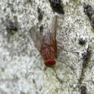 Dichaetomyia sp. at Ainslie, ACT - 28 Jan 2024 by Hejor1