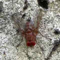 Dichaetomyia sp. (genus) at Ainslie, ACT - 28 Jan 2024