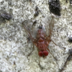 Dichaetomyia sp. (genus) at Ainslie, ACT - 28 Jan 2024