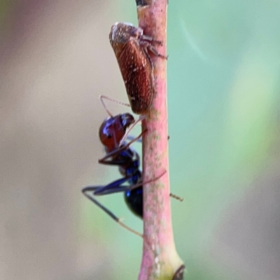 Iridomyrmex purpureus (Meat Ant) at Ainslie, ACT - 28 Jan 2024 by Hejor1