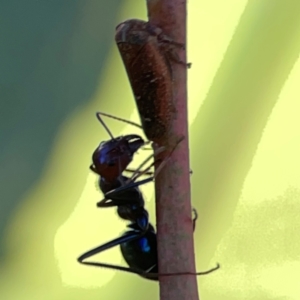 Iridomyrmex purpureus at Ainslie, ACT - 28 Jan 2024