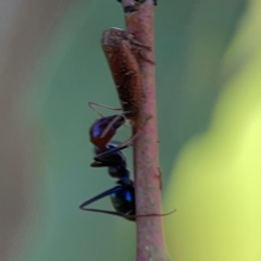 Iridomyrmex purpureus at Ainslie, ACT - 28 Jan 2024