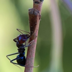 Iridomyrmex purpureus at Ainslie, ACT - 28 Jan 2024