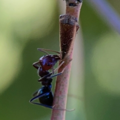 Iridomyrmex purpureus at Ainslie, ACT - 28 Jan 2024