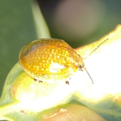 Paropsisterna cloelia (Eucalyptus variegated beetle) at Ainslie, ACT - 28 Jan 2024 by Hejor1