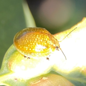 Paropsisterna cloelia at Ainslie, ACT - 28 Jan 2024