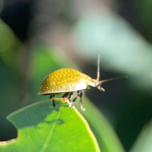 Paropsisterna cloelia at Ainslie, ACT - 28 Jan 2024