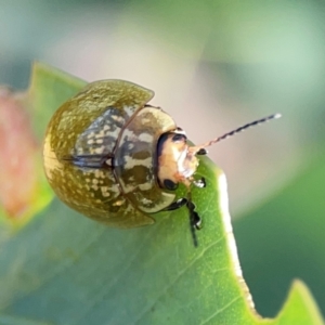 Paropsisterna cloelia at Ainslie, ACT - 28 Jan 2024