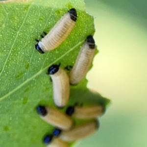 Paropsisterna cloelia at Ainslie, ACT - 28 Jan 2024