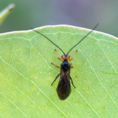 Unidentified Other true fly at Ainslie, ACT - 28 Jan 2024 by Hejor1