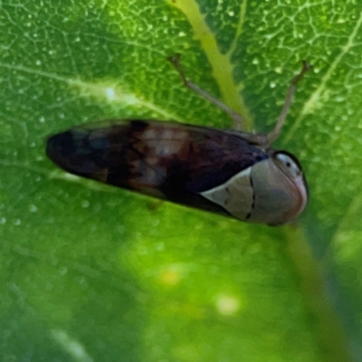 Brunotartessus fulvus (Yellow-headed Leafhopper) at Ainslie, ACT - 28 Jan 2024 by Hejor1