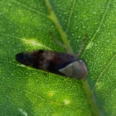 Brunotartessus fulvus at Ainslie, ACT - 28 Jan 2024