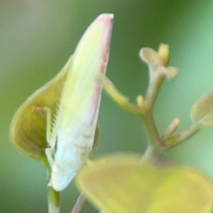 Reuplemmeles hobartensis at Ainslie, ACT - 28 Jan 2024