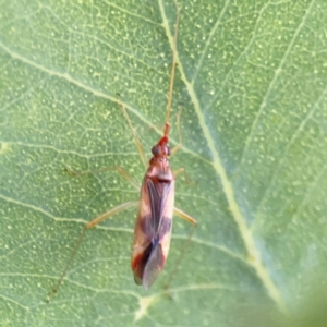 Miridae (family) at Ainslie, ACT - 28 Jan 2024