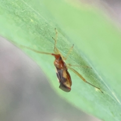 Miridae (family) at Ainslie, ACT - 28 Jan 2024