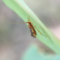 Miridae (family) at Ainslie, ACT - 28 Jan 2024