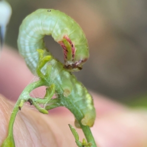 Capusa (genus) at Ainslie, ACT - 28 Jan 2024