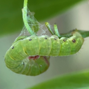 Capusa (genus) at Ainslie, ACT - 28 Jan 2024