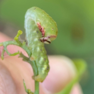 Capusa (genus) at Ainslie, ACT - 28 Jan 2024