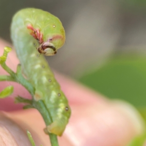 Capusa (genus) at Ainslie, ACT - 28 Jan 2024