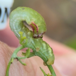 Capusa (genus) at Ainslie, ACT - 28 Jan 2024