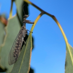 Theristria delicatula at Ainslie, ACT - 28 Jan 2024 06:27 PM