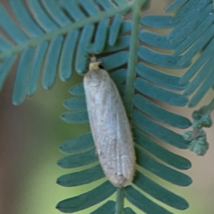 Telocharacta metachroa at Ainslie, ACT - 28 Jan 2024