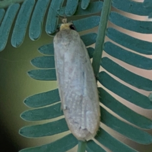 Telocharacta metachroa at Ainslie, ACT - 28 Jan 2024