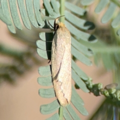 Telocharacta metachroa at Ainslie, ACT - 28 Jan 2024