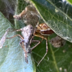 Unidentified Other web-building spider at Ainslie, ACT - 28 Jan 2024 by Hejor1