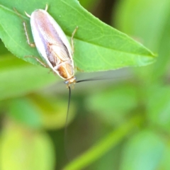 Balta bicolor (A balta cockroach) at Ainslie, ACT - 28 Jan 2024 by Hejor1