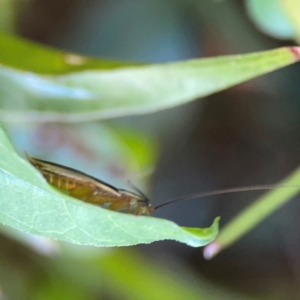 Balta bicolor at Ainslie, ACT - 28 Jan 2024