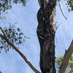 Varanus varius at Burrinjuck, NSW - 28 Jan 2024