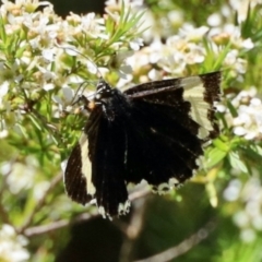 Eutrichopidia latinus (Yellow-banded Day-moth) at Aranda, ACT - 21 Jan 2024 by KMcCue