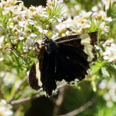 Eutrichopidia latinus (Yellow-banded Day-moth) at Aranda, ACT - 21 Jan 2024 by KMcCue